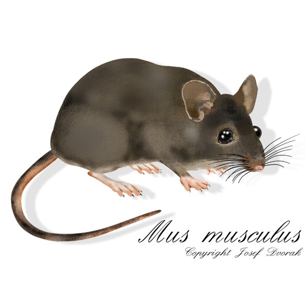 Myš
